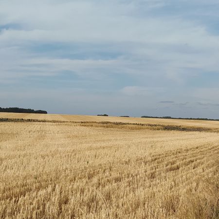 Campo sembrado - saludo de fin de año Tierradentro ediciones